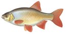 Турбаза Каравелла - иконка «рыбалка» в Заполярном